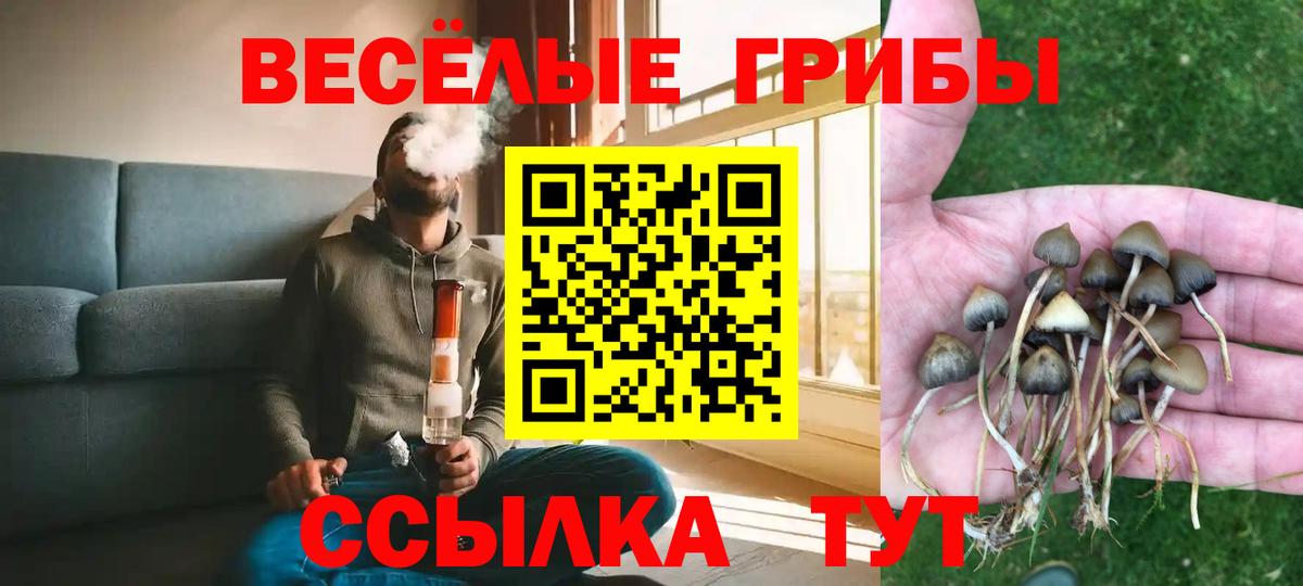 Псилоцибиновые грибы Psilocybine cubensis Холмск